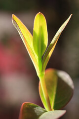 ヒペリカムヒドコードの新芽