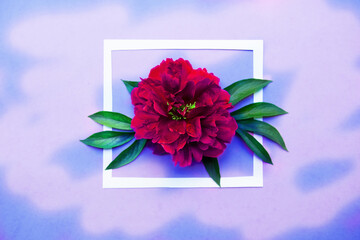 Minimal composition with red peony flower and white frame