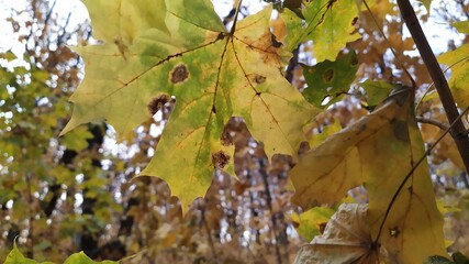 oak leaves in autumn