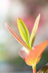 Fototapeta premium カナメモチの新芽