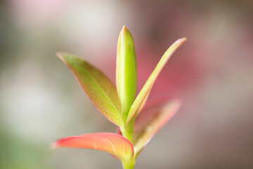 カナメモチの新芽