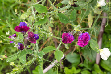 Purple-blue sweet pea flowers (Lathyrus odoratus) in the garden in dew drops