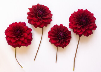Four dark red dahlia flowers on a white background. Natural floral background, flat layout