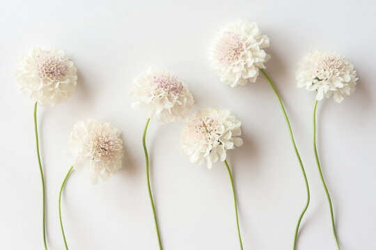 Group of white scabiosa flowers on a white background. Beautiful floral background, flat lay