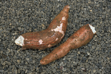 Raw fresh tapioca or Cassava root , Mandioca or Aipim with spicy fish meat beef pork curry, Kerala, India. Prepared  South Indian food, Kappa Puzhukku, served with chutney. root vegetable Brazil.