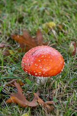 ベニテングタケのクロ－ズアップ　　バンクーバー　ブリティッシュコロンビア　カナダ
