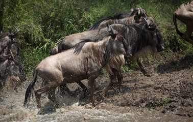 The Wildebeest migration on the banks of the Mara River. Every Year 1.5 million cross the Masai...