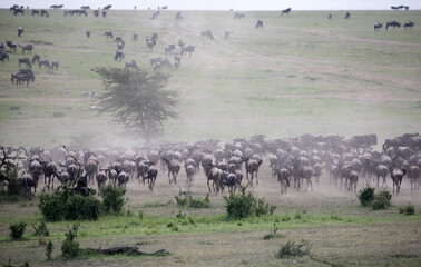 Fototapeta na wymiar The Wildebeest migration on the banks of the Mara River. Every Year 1.5 million cross the Masai Mara in Kenya. 