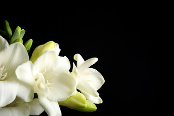 Fototapeta na wymiar Beautiful freesia flowers on black background, closeup. Space for text