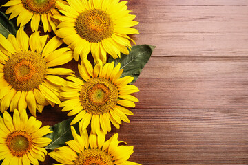 Beautiful bright sunflowers on wooden background, flat lay. Space for text