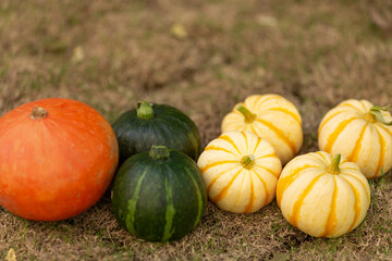 Beautiful pumpkins on grass. Halloween pumpkins on farm. Pumpkin patch on a sunny autumn day during Thanksgiving time. Organic vegetable farming. Harvest season in October.