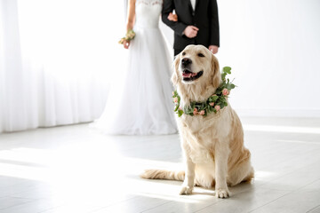 Adorable golden Retriever wearing wreath made of beautiful flowers on wedding