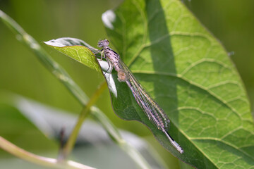 Azure Damselfly - Coenagrion puella - in their natural habitat