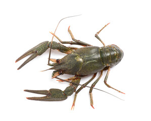 Fresh raw crayfish isolated on white, top view. Healthy seafood