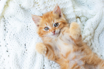 Cute little red kitten lies comfortably on white knitted scarf.