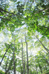 Obraz premium 新緑の森