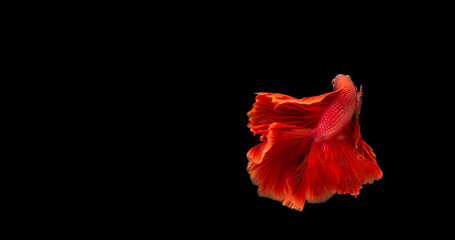 Fototapeta na wymiar Colourful betta fish,Siamese fighting fish in movement isolated on black background. Capture the moving moment of colourful siamese fighting fish with clipping path.