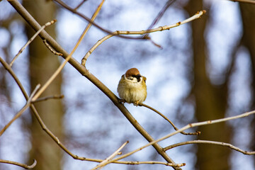 A house sparrow sits on a branch. - the most common species of the genus of true sparrows of the family of passerines.