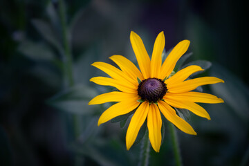 Rudbeckia is a genus of annual, biennial and perennial herbaceous plants of the Astrovye family