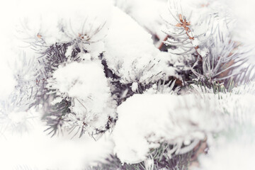 snow covered pine branches close up