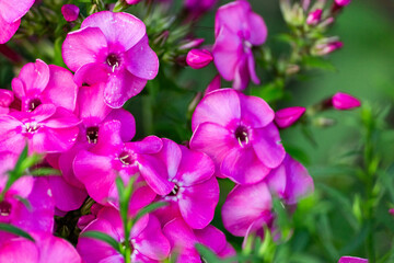 Fototapeta na wymiar Phlox is a genus of flowering herbaceous plants of the Sinyukhovye family.
