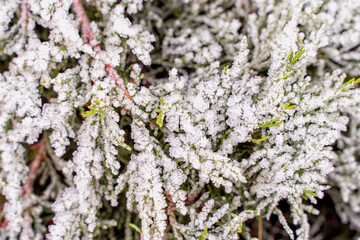 snow-covered branches of a coniferous tree. christmas background