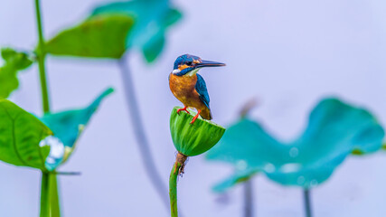 ハスとカワセミ