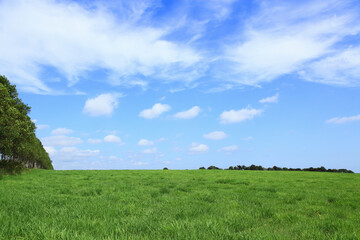 Fototapeta na wymiar 草原の空と雲