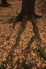 The roots of an old spruce covered with fallen autumn leaves of birches.