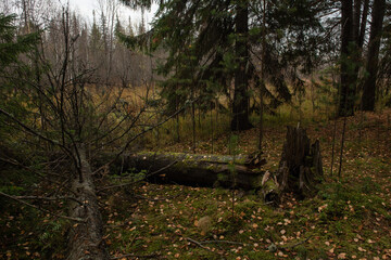 Broken rotten tree that fell as a result of a strong gust of wind.