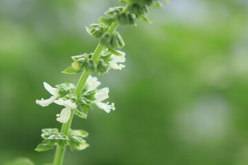 バジルの花
