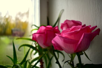 a bouquet of roses on the windowsill