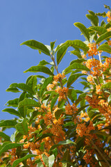 Fototapeta premium キンモクセイの花 