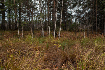 A row of birches on the border between the forest and the field
