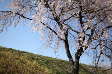 青空と桜