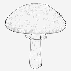 Vector illustration. Amanita mushroom. Poisonous toadstool fly agaric. White spotted red mushroom. Illustration for web and print. Design for postcards, posters, flyers, websites and other uses.