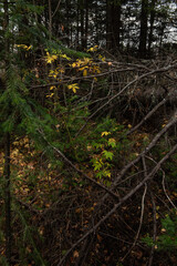 Yellowed leaves peek through the branches of fir trees.