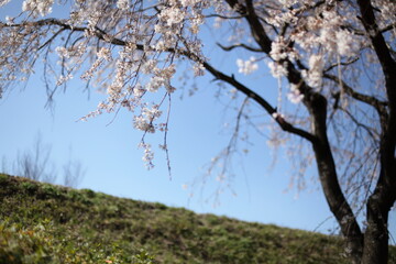 青空と枝垂桜