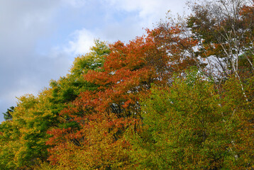 Fototapeta premium 紅葉