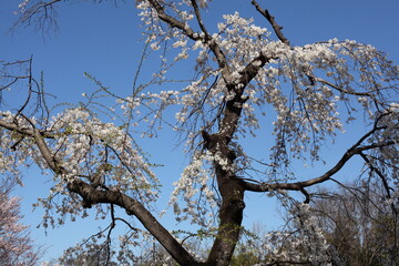 青空と桜