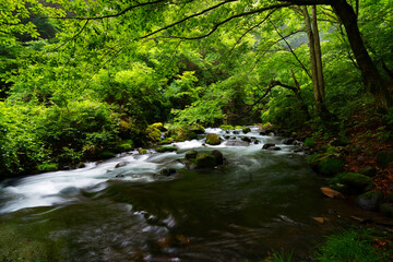 Obraz premium 夏の緑の中を流れる渓流 -日本、長野県、杜鵑峡（トケンキョウ）