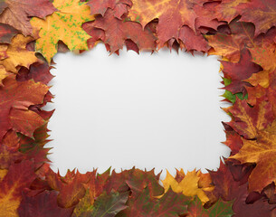 Border frame of colorful autumn leaves isolated on white background. Autumn, fall, thanksgiving day, nature concept. Flat lay, top view, copy space.