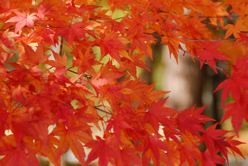 紅葉