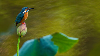 ハスとカワセミ