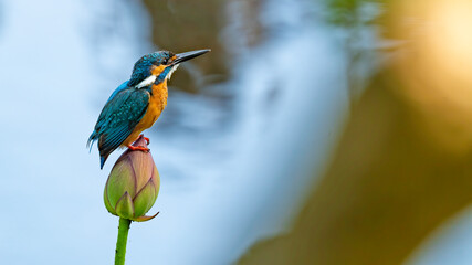 ハスとカワセミ