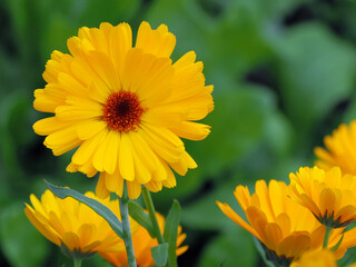 Ringelblumenleuchten