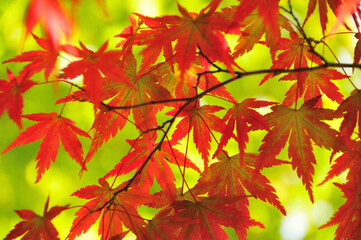 紅葉