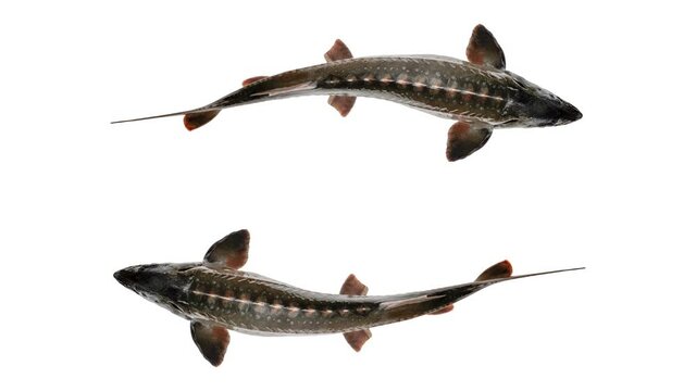 Sturgeon fish isolated on white background, top view. Space for text