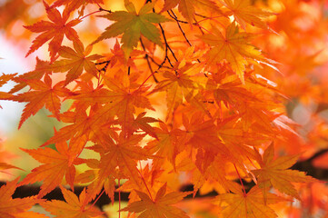 紅葉
