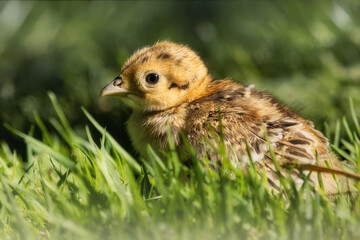 Common pheasant chick in the grass
